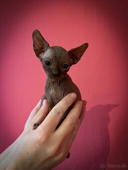 Kanadský Sphynx- mačiatka - 4