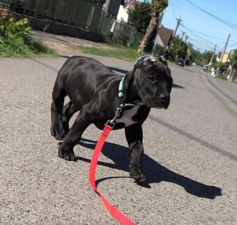 American bully - 4