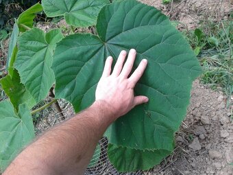 Sadenica rýchlorastúceho stromu Paulownia hybrid 9501 40+cm - 4