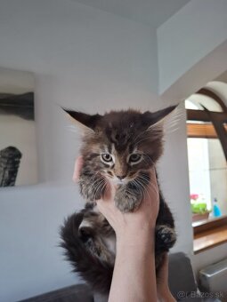 Mainská Mývalia mačka / Maine Coon - 4