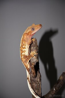 Pagekon riasnatý Correlophus ciliatus - 4