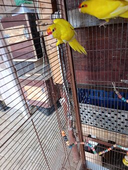 Predám kakariky - 4