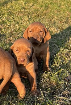 Maďarská vyžla šteniatka - 4