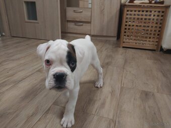 Nemecký boxer šteniatko PP - 4