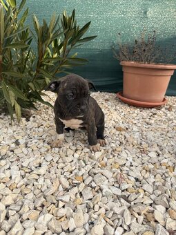 American bully - 4