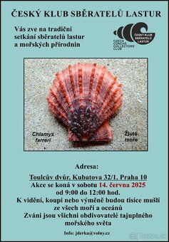 Pecten maximus - 4