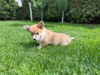 Welsh corgi pembroke - 4