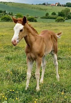 Quarter horse klisnička - 4