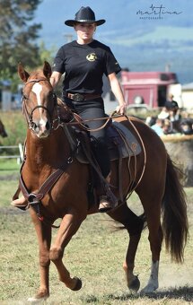 Quarter horse,QH valach.akciová cena. - 4