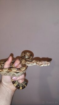 Veľhad kráľovský a Pytón Kráľovský - 4