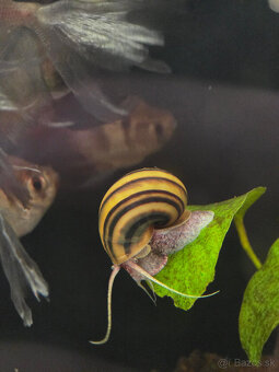 Slimák Mini ampulária špirálová - 4