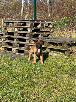 Nemecký ovčiak -  šteňatá - 4