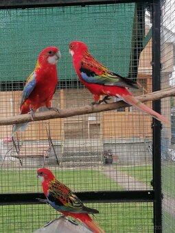 Rozela pestrá červená - 4