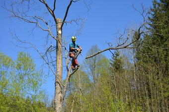 Zrezavanie a výrub stromov 🌲 - 4