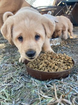 Šteniatka labrador - 4