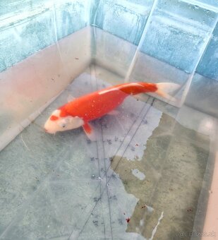 Koi kapor koi kapre karas karasy jazierkove ryby - 4