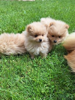 Pomeranian,pomerian špic-rezervované do 8.6. - 4