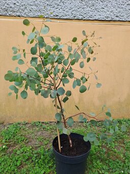 EUKALYPTUS POLYANTHEMOS - 4