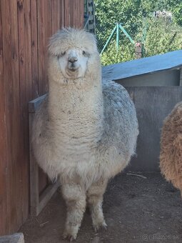 Lama alpaka - 4