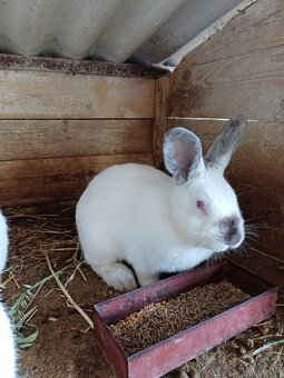 Kalifornske kraliky - 4