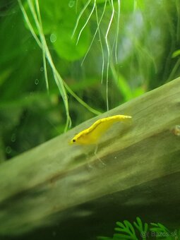 Yellow neon stripe - Neocaridina davidi - 4