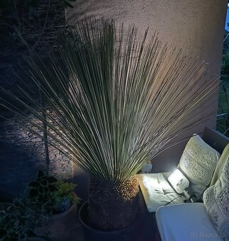 Yucca a dasylirion - 4