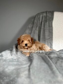 Maltipoo F1 Caramel, 3 měsíce – 1200 €Barbara - 4