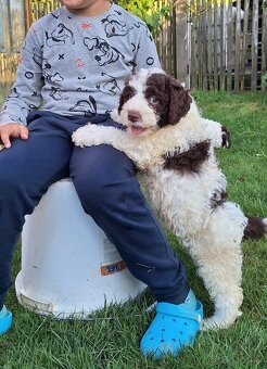 Lagotto romagnolo s PP (italský vodní pes) - 4