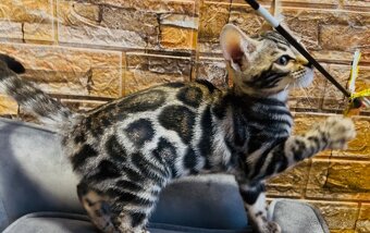 Bengálske mačiatka, bengalska mačka s Rodokmeňom - 4