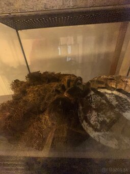 Predám pavúky / pavúk predaj . Tarantula - 4