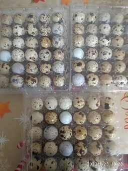 Prepeličie vajíčka - 4