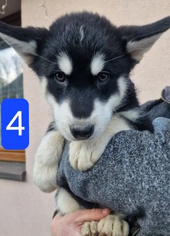 Aljašský malamut - 4