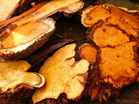 Koláče -  orechové drevo, fošne, rezivo - 4