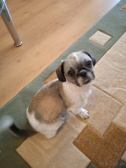 Shi-tzu - 4
