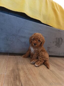 Toy Pudel - 4