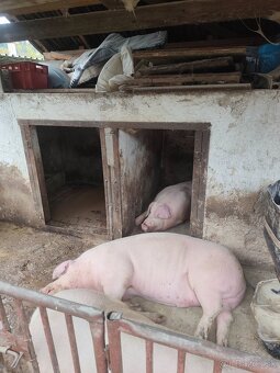 Jatočná ošipaná - 4