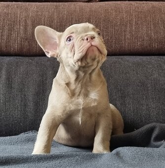 Francúzsky Buldoček - 4