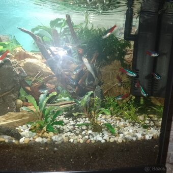 Akvárium - 4