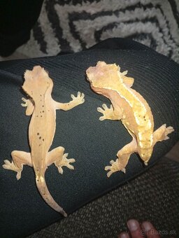 Pagekon riastnaty mláďatá - 4