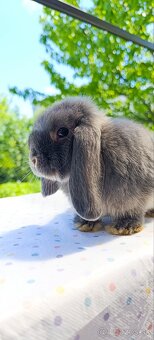 Mini lop - 4