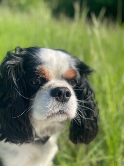 Cavalier king Charles spaniel krytie - 4