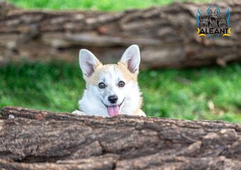 šteniatko corgi (fenka) – bez chvostíka - 4