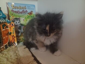 Ragdoll mačička - 4
