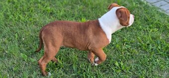 Predám American Bully -Lady Winner(5 mesiacov) - 4