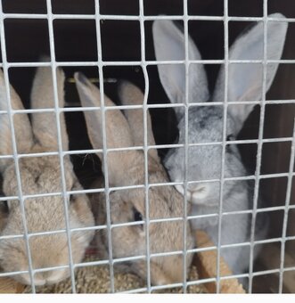 Králiky samce samice - 4