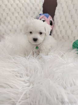 Maltezsky psík, maltezák, maltez - 4
