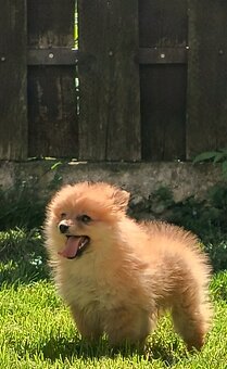 Oranžový špic- Typ Pomeranian - 4