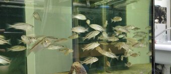 Aristochromis christyi - 4