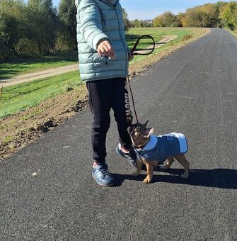 Francuzsky Buldoček - 4