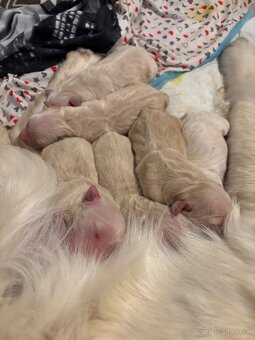 Zlatý Retriever (Golden Retriever)– šteniatka - 4